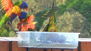 Rainbow Lorikeets Wrestle and Seesaw While Bathing