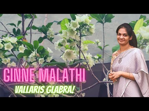 Ginnemalathi Vallaris glabra growing tips  madgardener  tips
