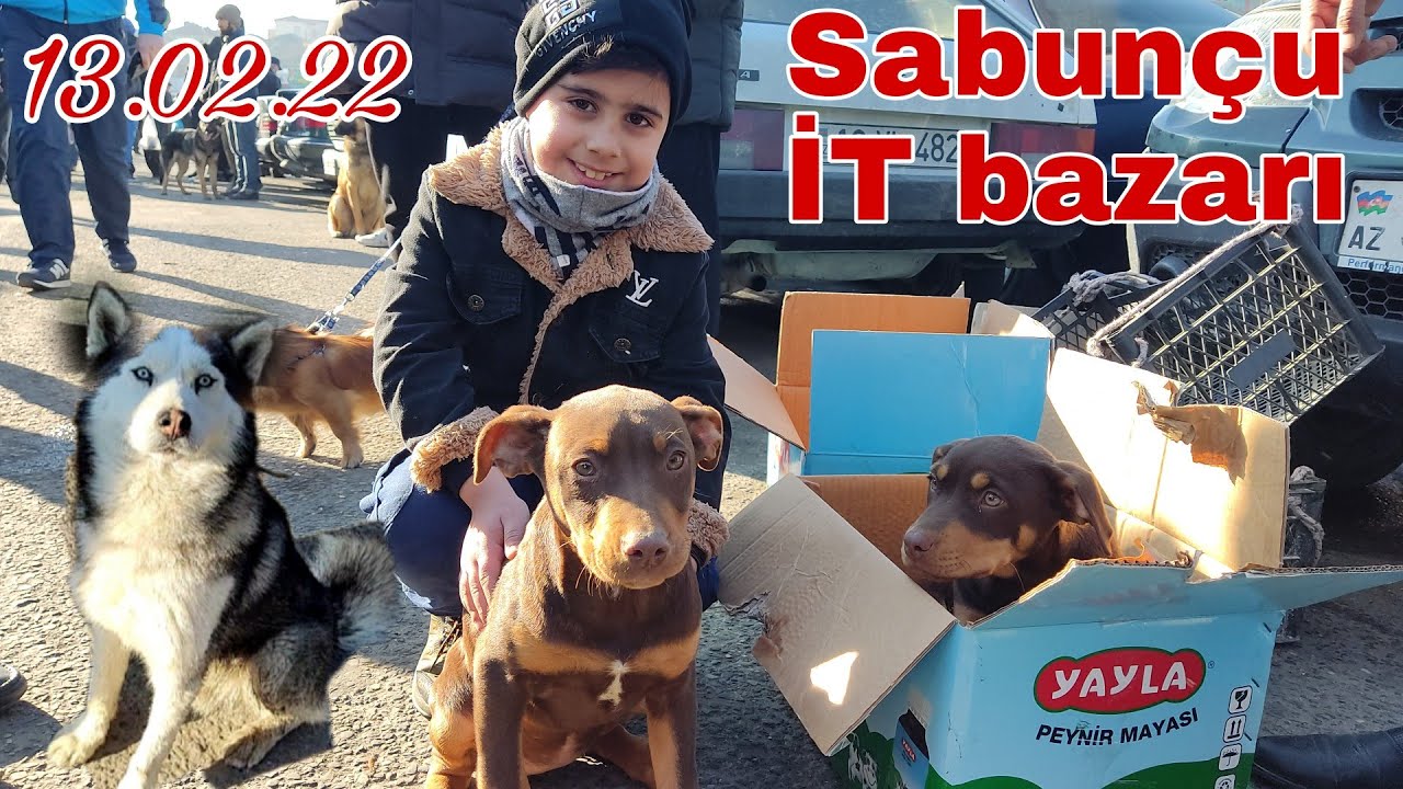 Sabunçu İT bazarı 13 fevral 22 #mubarizemintv #sabuncuitbazari #sabuncutoyuqbazari #sabuncuqusbazari