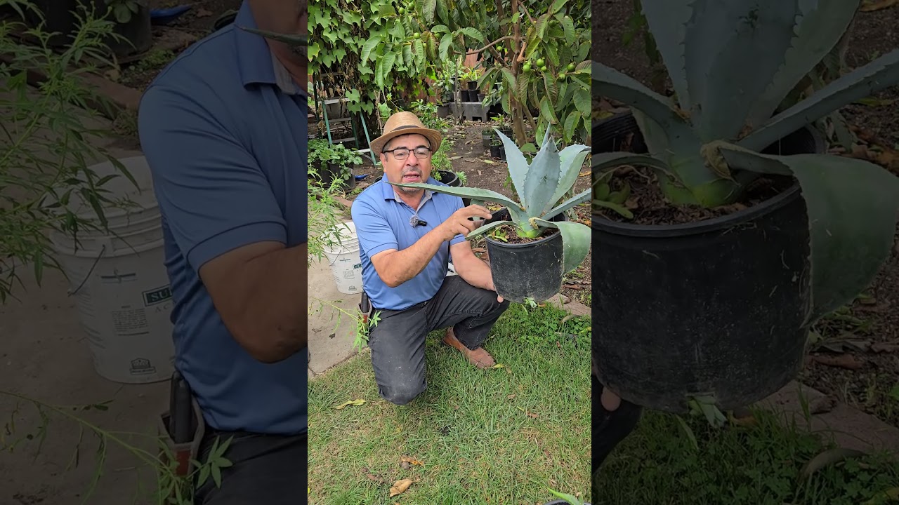 Este es el Maguey Agave Azul #Maguey #Agave #azul..