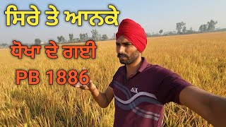 ਸਿਰੇ ਤੇ ਆਨਕੇ ਧੋਖਾ ਦੇ ਗਈ PB 1886 ਬਾਸਮਤੀ