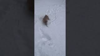 Biscuit Is So Cute Y