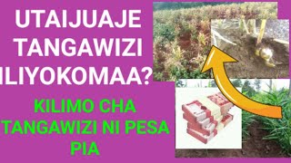 Uvunaji wa Tangawizi shambani