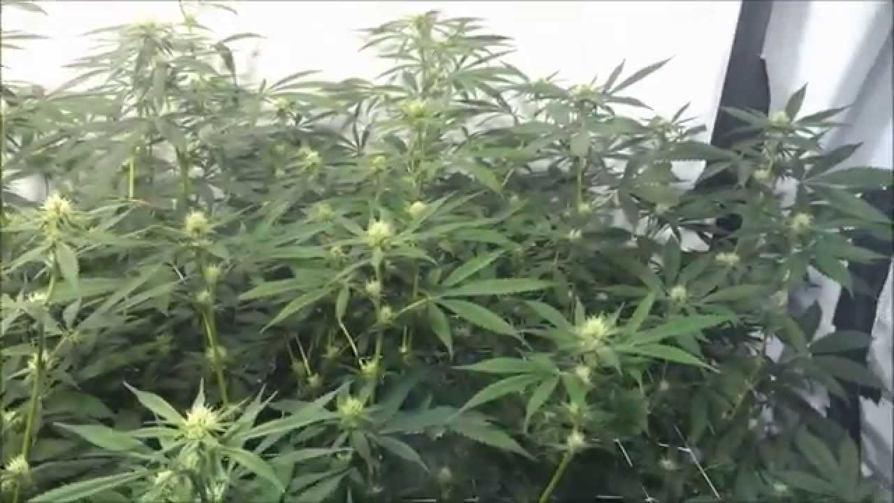 Flower Room - Day 21