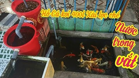 Hồ Cá Koi Mini Lọc Chế Đơn Giản Nước Siêu Trong - Cá Dạng Người Và Mút Tay.Hồ Em Trung Ở Tiền Giang.