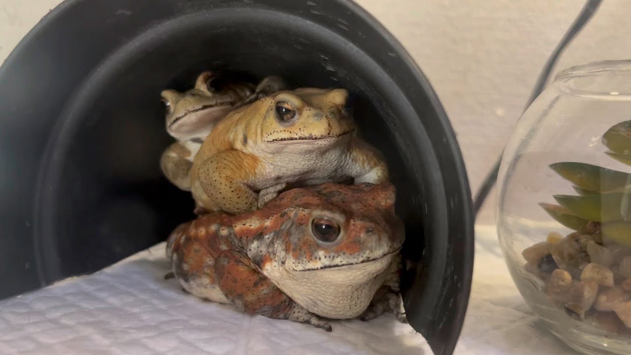 ミヤコヒキガエルまさかの3段で行進 しぐさがいちいちかわいい Youtube ミヤコヒキガエルまさかの3段で行進 しぐさがいちいちかわいい Youtube