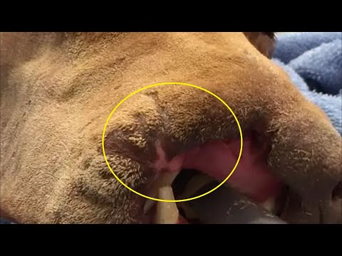 Видео: Набиране на средства за хирургия на кучета