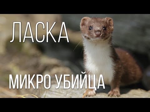 Ласка животное мультфильм