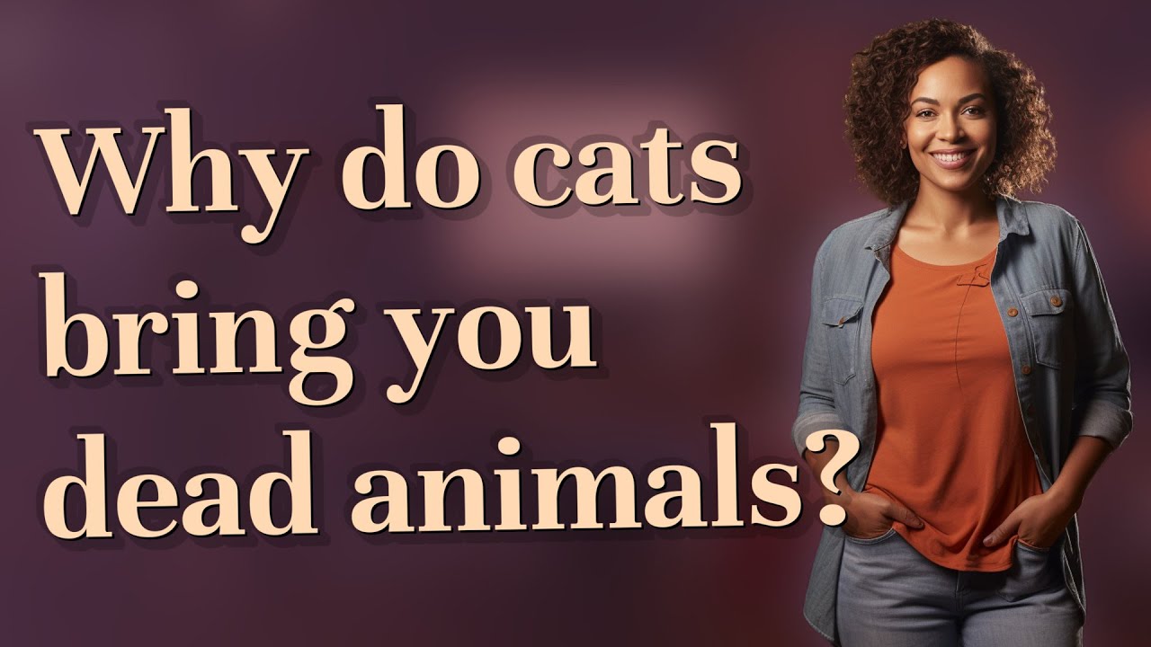 Why do cats bring you dead animals?