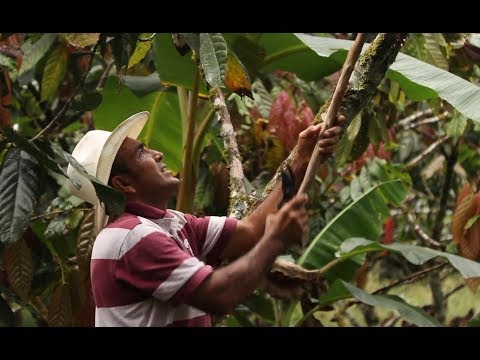 Serafín Guzmán, agricultor en Putumayo - Somos Región Cap 187