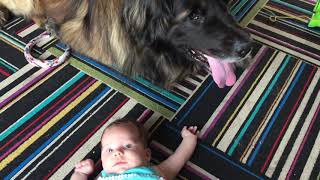 Leonberger kissing 2 month old baby by SquishStine 1,796 views 3 years ago 15 seconds