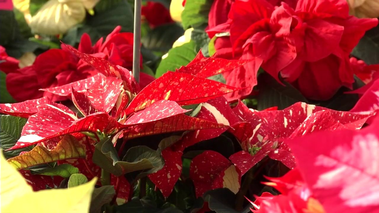 Poinsettia Care  N.C. Cooperative Extension