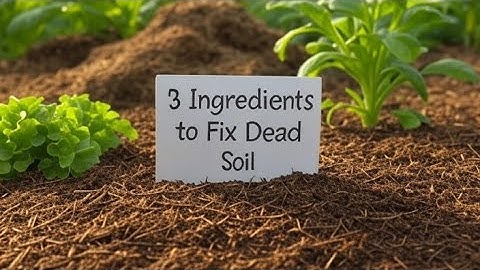 3 Ingredients to Fix Dead Soil  - This Is The Best Soil Solution For Beginners
