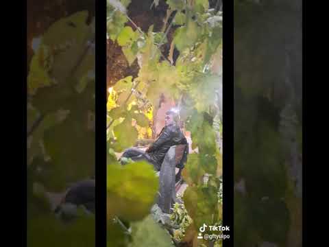 اخ من الدنيا الدنيا دواره مكسب على خساره