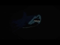 The Gitas - Sharks teaser