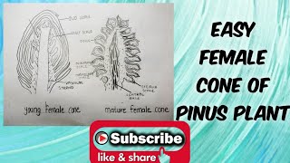 How to draw female cone of pinus plant diagram step by step