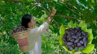 Harvesting Dabai Fruit, Yummy Ingredient Of Stew Fish and Roasted Minced Meat | Lam Anh Countryside