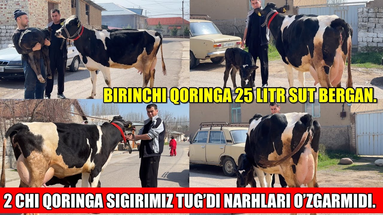 2 CHI QORINGA TUQQAN SIGIRIMIZ SOTILADI,SHAHOBIDDIN AKA YONDIRDI.