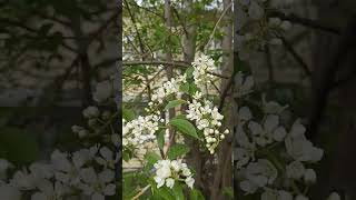 Весна цветение Горно-Алтайск Чемал #природа #nature #spring #весна #цветы #flowers #youtubeshorts