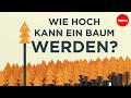 Wie hoch kann ein Baum werden? – Valentin Hammoudi