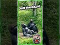 "UNO DE GORILAS"                      #humor #diversion#comedia #chiste #alegria #risa