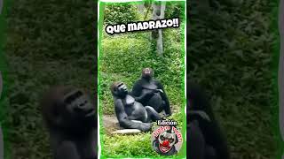 "UNO DE GORILAS"                      #humor #diversion#comedia #chiste #alegria #risa