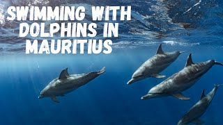 We went Swimming with Dolphins in Mauritius - Our best experience ever!