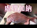 【海洋主廚愛爾文魚類處理】如何處理加納（真鯛）？｜How to deal with Red seabream?