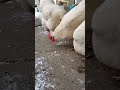 chickens eating meal worms snack