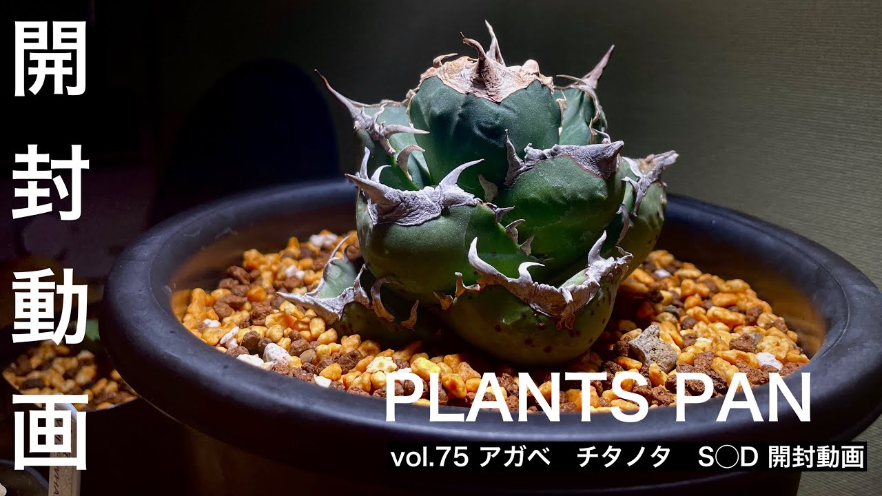 アガベ S◯D 開封動画！！！初公開！至極株 - YouTube