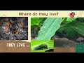 An insect&#39;s life  #EnglishStream