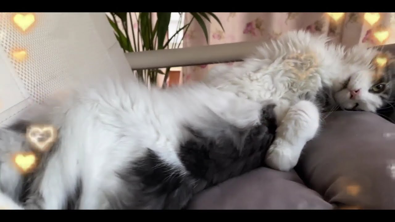 What a Cute Main coon Baby cat  🙀