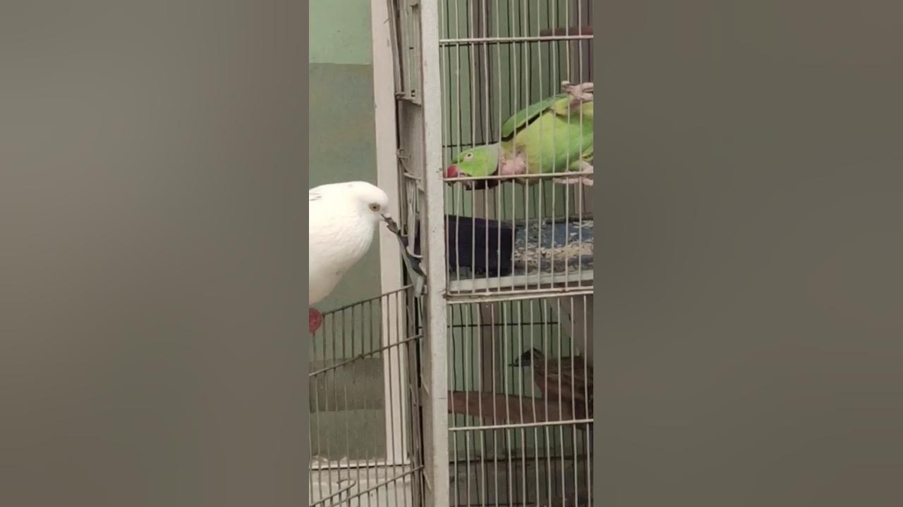 Pigeon Vs Parrot Pigeon and parrot fight🐤🐥 YouTube