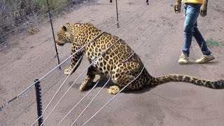 Les animaux qui ont demandé de l aide et de la gentillesse| les meilleurs moments du printemps