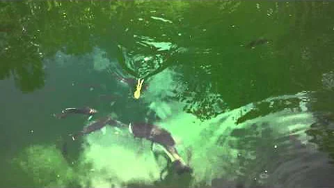 Huge bass eats a live frog