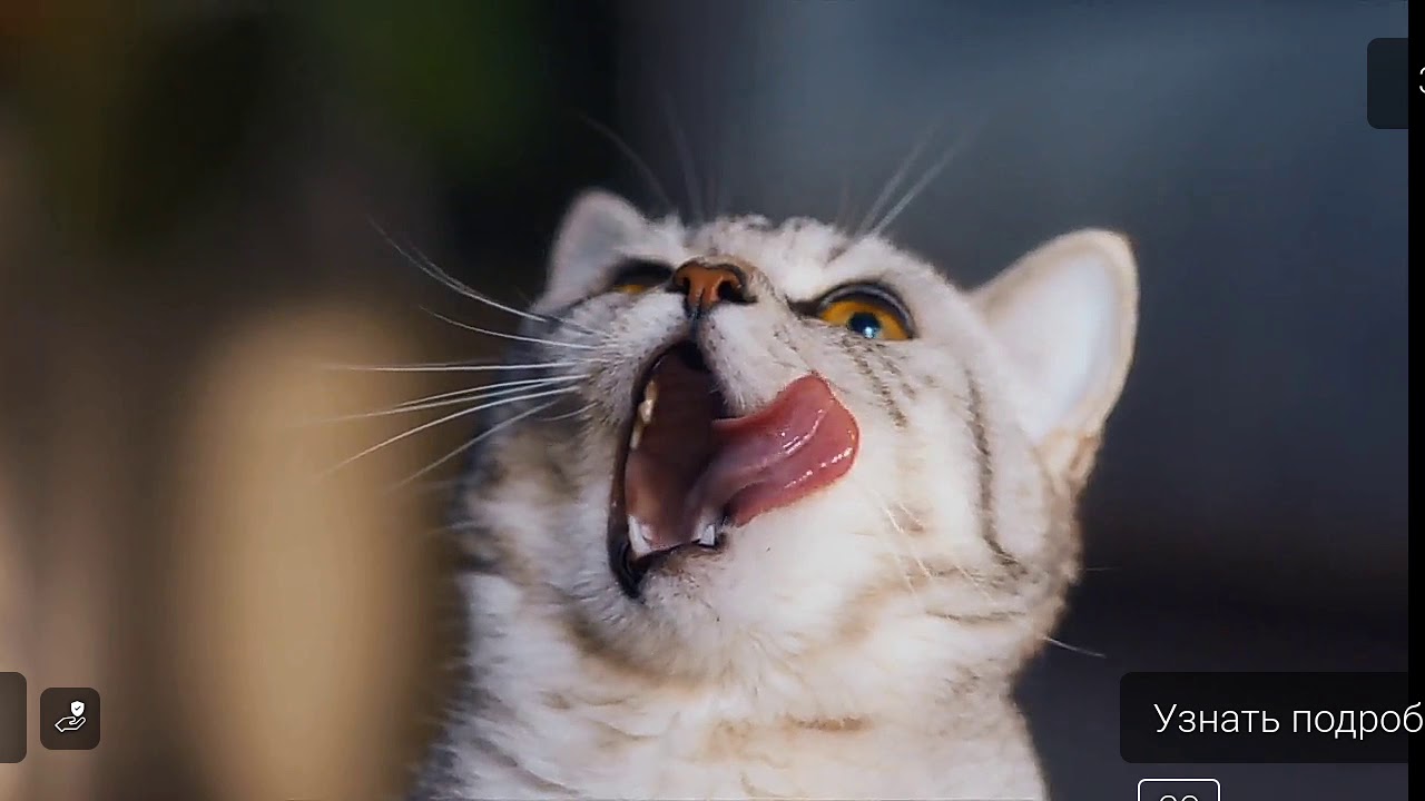 Кошка с бмв