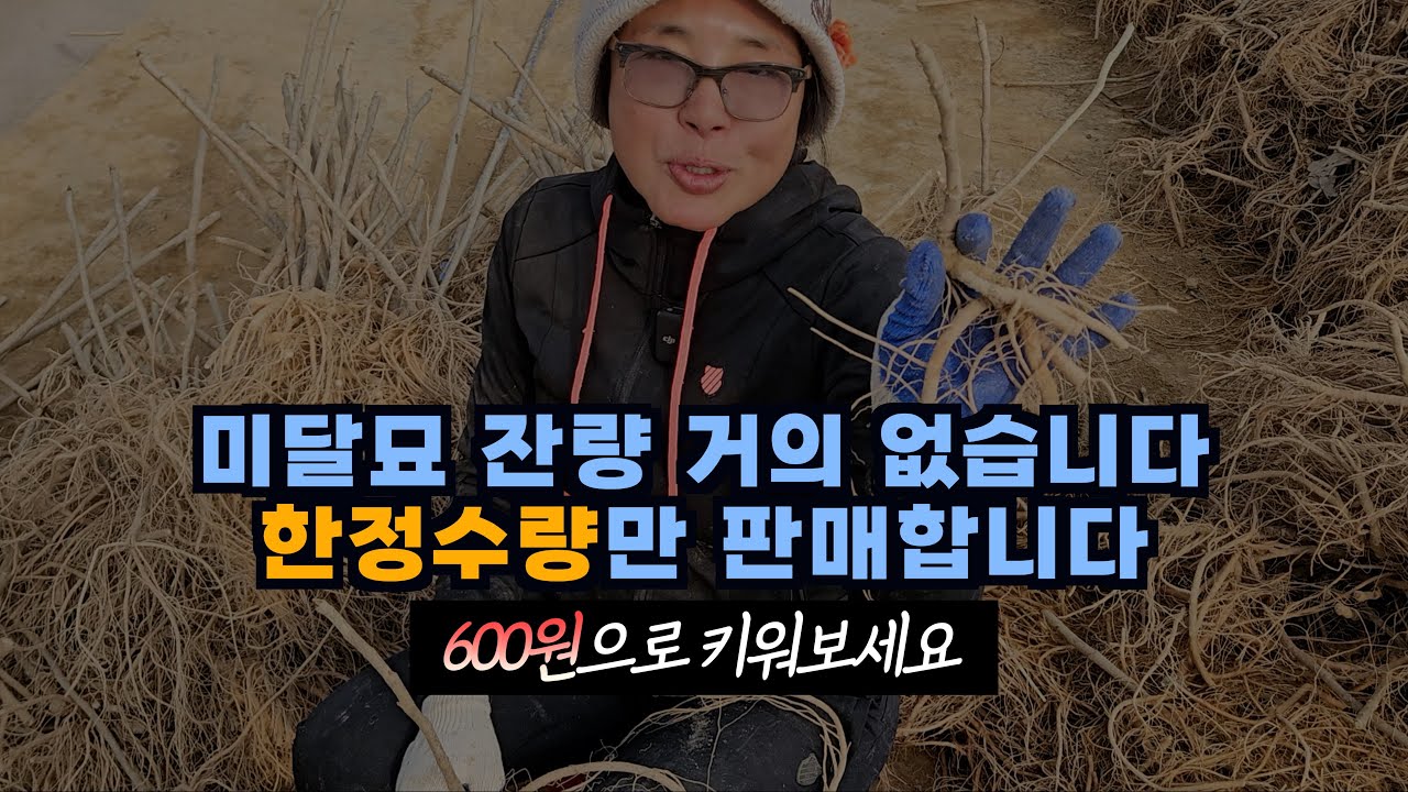 미달묘. 한분당 100주씩만 한정판매가능합니다. (엄나무 뿌리손질법 포함)