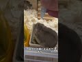 1日3回目薬治療 #ハムスター #hamster #治療 #ハムスターのいる生活 #animal