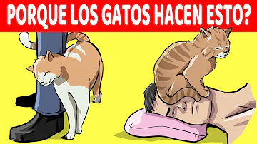 ¿Qué son los gatos Dobby?