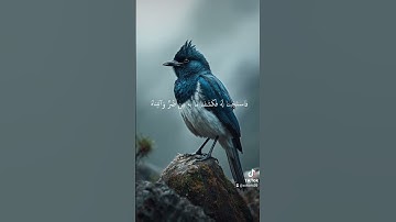 القران الكريم #cat #لايك #المصحف #اكسبلور #duet #دويتو #الرحمن