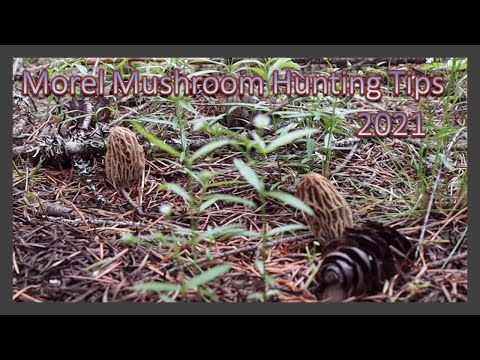 วีดีโอ: Morels เติบโตในโอเรกอนหรือไม่?