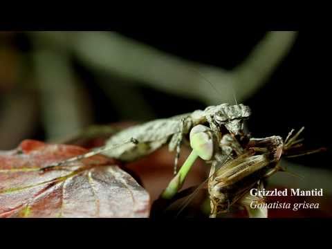 grizzled mantis (Gonatista grisea)