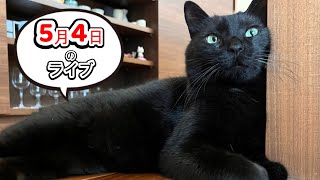 黒猫スピの飼い主の雑談ライブ【オリジナル爪とぎ再販】