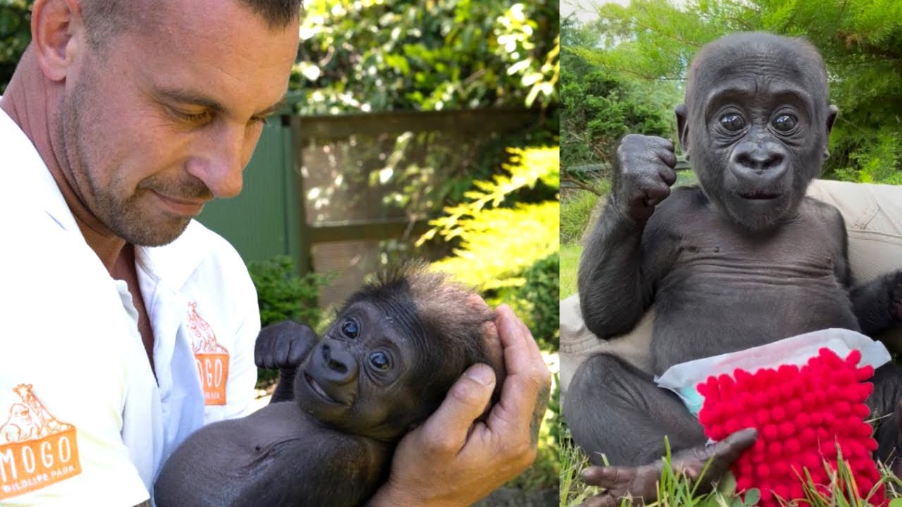 The Tiny Gorilla Who Refused to Give Up | Kaius’s Miracle Story