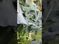 pwede na yan. 3 seconds loop video 😅😅#gardening #music