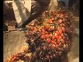 Ghana Oil Palm Development Comapany I