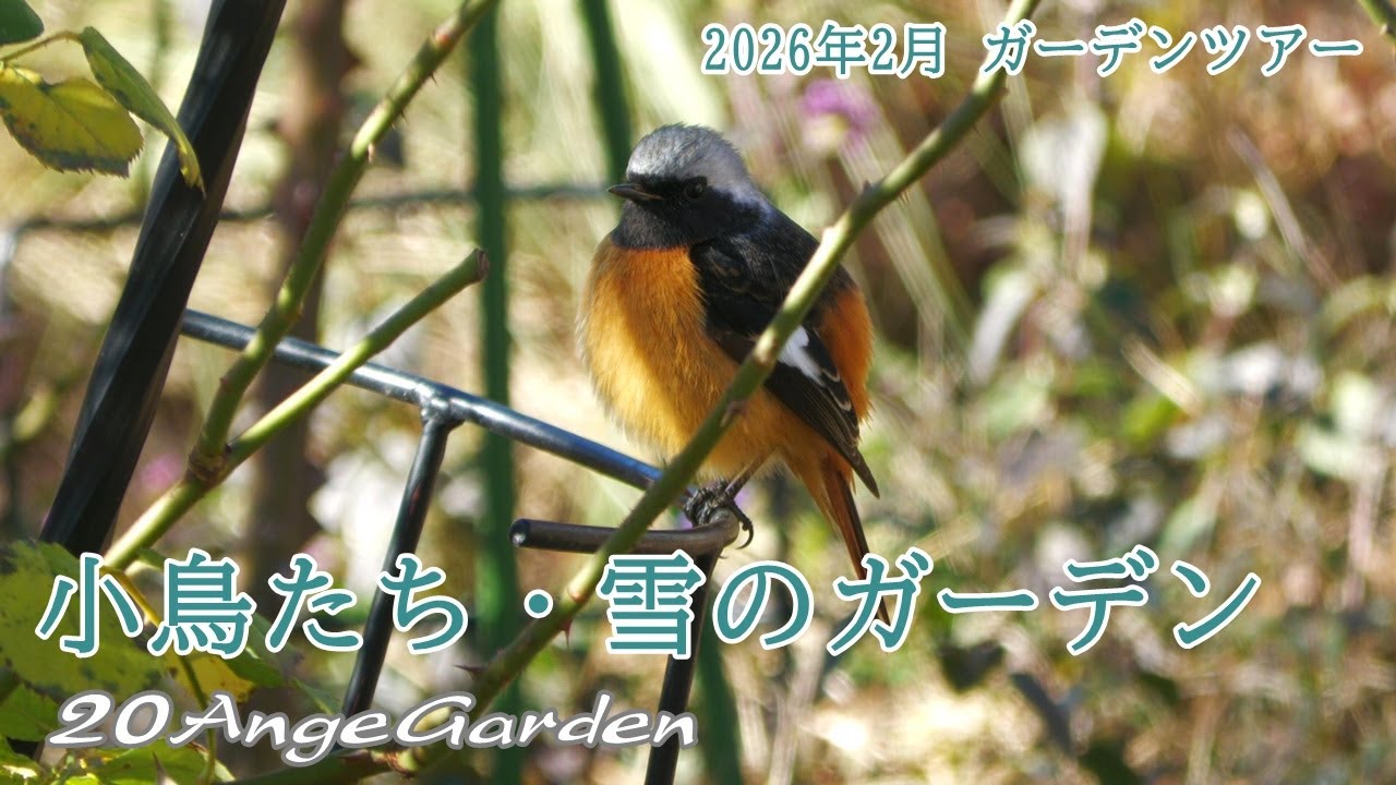 20AngeGarden ｜2026年2月ガーデンツアー　小鳥・雪のガーデン