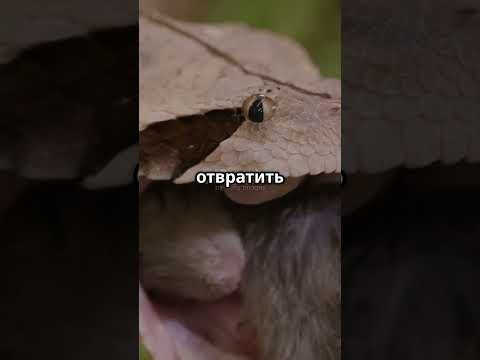 Прикидывается мёртвой… с запахом трупа!