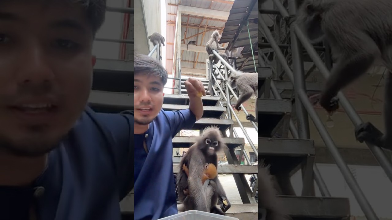 Mira Just Had a Baby 🐒❤️ Meet Her 2-Week-Old Daughter! 