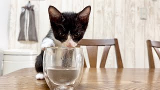 机の上のコップを発見しちゃった子猫【ポノfam物語59】Kitten finds a cup on the desk.